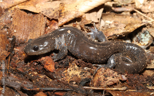 A large, adult Jefferson's salamander (Ambystoma jeffersonianum) found under a log .  These salamanders spend most of their life on land in forests, but migrate to wetlands to breed each spring.

