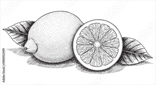 Hand drawn lemon illustration with leaves isolated on white background