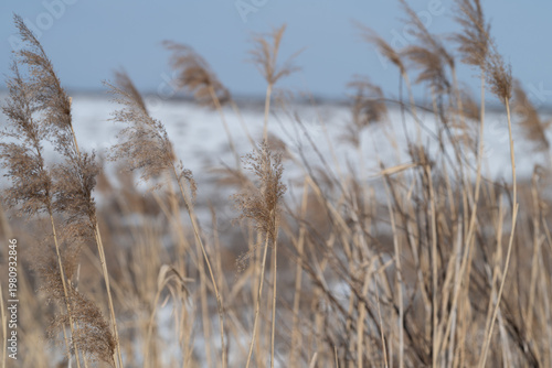 Fotografija Marsh grasses bend under windy winter skies