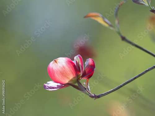 大輪のピンクのハナミズキの花