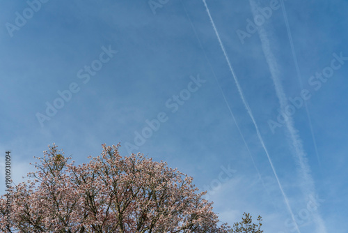 桜と飛行機雲