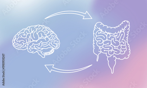 Gut-brain connection. The enteric nervous system in the human body. Signals from the brain to the digestive tract.  Modern vector design for medical posters, clinics, or science studies.