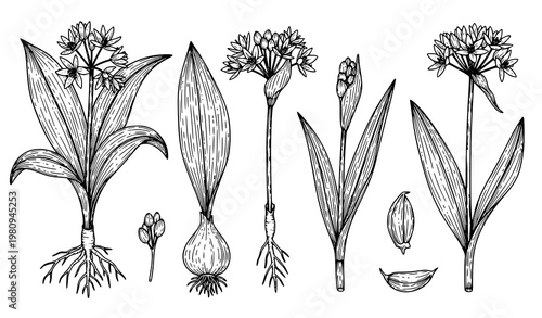 Hand Drawn Wild Garlic Botanical Vector Set Black and White Herbal Illustration Collection
