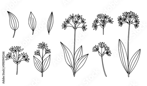 Minimal Wild Garlic Line Art Vector Set Isolated Herbal Botanical Illustration Black White