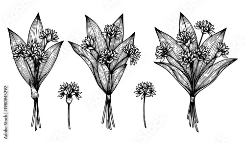 Vintage Ink Sketch Wild Garlic Vector Bundle Herbal Leaves and Flowers Botanical Line Art