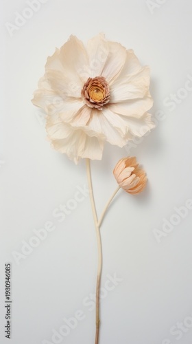 Real pressed mini white rose flower petal plant.