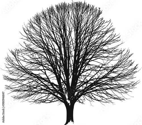 Leafless tree silhouette with branches, winter season, natural geometry, minimal design, artistic pattern, cad drawing flat vector illustration