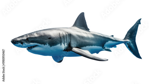 Fotografía Isolated large great white shark swimming, powerful predator of the ocean depths