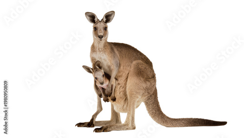 Photos Isolated nurturing adult kangaroo carrying adorable baby joey in her protective