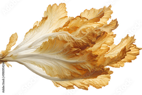 Dried Napa Cabbage Leaf Close-Up Isolated on White Background
