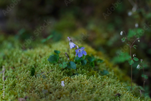 苔と野生のスミレ