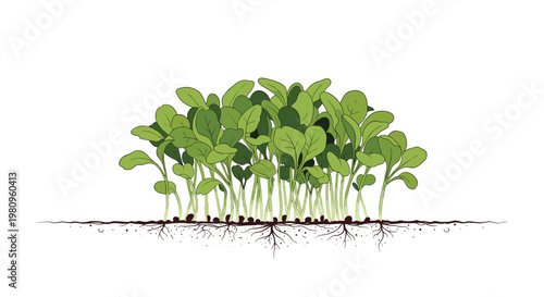 Detailed illustration of green sprouts and microgreens growing from the soil with visible root structures and leaves.