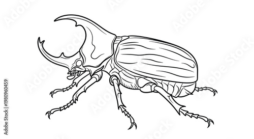 Detailed scientific line drawing of a rhinoceros beetle showing its strong horn and segmented body structure in profile.