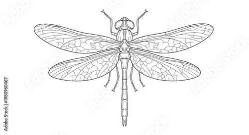 Highly detailed line art illustration of a dragonfly from a top down perspective showing its intricate wing patterns.