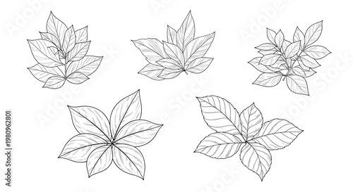 Collection of five different hand drawn leaf clusters in black and white line art style for botanical design or nature themed projects.