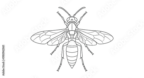 Detailed top-down line art illustration of a wasp insect showing its body segments, wings, and legs in a clear black and white scientific drawing.