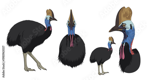 Realistic illustrations of a cassowary bird from different angles including headshot and full body poses for wildlife education.