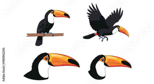 Collection of toucan bird illustrations showing the tropical bird in flight, perched on a branch, and two head profile views.