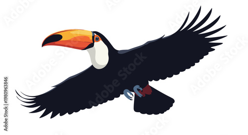 Magnificent toucan bird with a large orange beak is captured in mid-flight with its black wings fully extended against a white background.