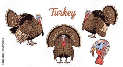 Collection of turkey illustrations showing the birds in various poses and detailed head portraits for thanksgiving or farm themes.