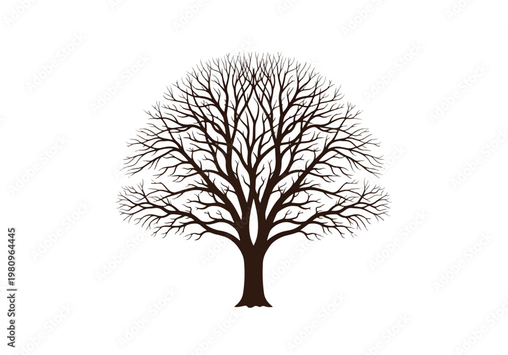 Obraz premium Bare Tree Silhouette with Intricate Branch Network.