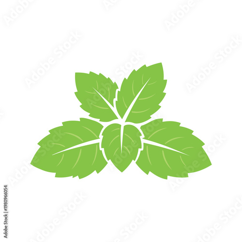 Fresh green mint leaves are arranged in a symmetrical pattern on a white backdrop