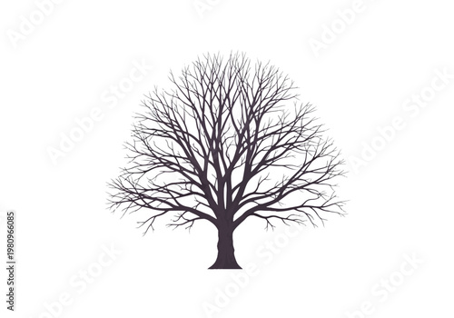 фотографія Silhouette of a Bare Tree in Winter Season.