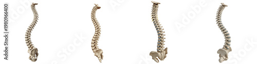 Quadro su tela set of Professional Human Vertebral Spine Set Isolated fileon White [ High Resolution Anatomy PNG Stock Image]