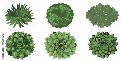 A collection of six green succulent plants arranged in a grid pattern