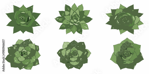 Six green succulent plants arranged in a grid pattern