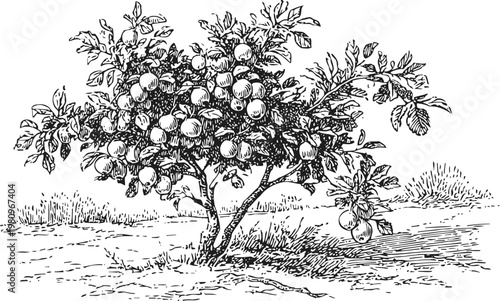 Vintage apple tree illustration with ripe fruit and detailed leaves in natural garden setting