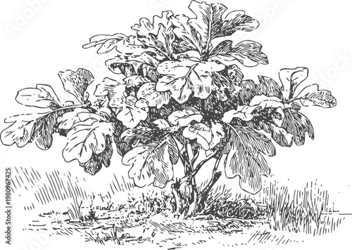 Black and white ink drawing of a fig tree with large lobed leaves and detailed branches