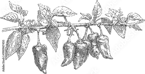 Hand drawn chili pepper branch with leaves vintage botanical illustration of spicy vegetable on twig