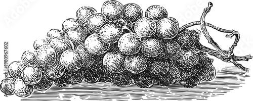 Black and white vintage illustration of a bunch of grapes on the vine with detailed shading and texture