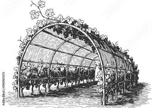Vineyard trellis arch with grapevines climbing structure in detailed vintage engraving