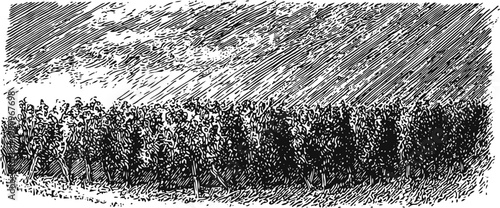 Vintage grapevine vineyard landscape old sketch of wine grapes growing outdoors under cloudy sky