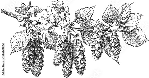 hop cones and leaves on branch with flowers botanical illustration vintage