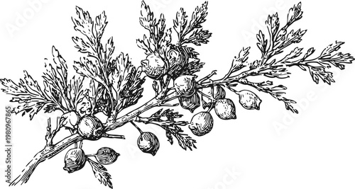 Illustration of branches with juniper berries and detailed needle leaves in vintage