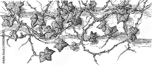 Detailed vintage illustration of winding ivy vines with numerous leaves on a wooden background