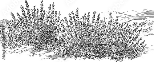 Lavender bushes with flowers growing on soil in a garden vintage botanical sketch illustration