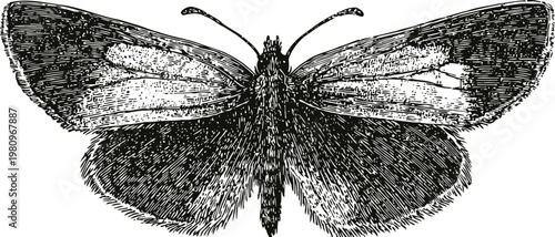 Detailed black and white illustration of a moth with spread wings, vintage entomology drawing