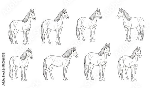 Hand Drawn Horse Breeds Doodle Set Cartoon Equine Animals Vector Illustration
