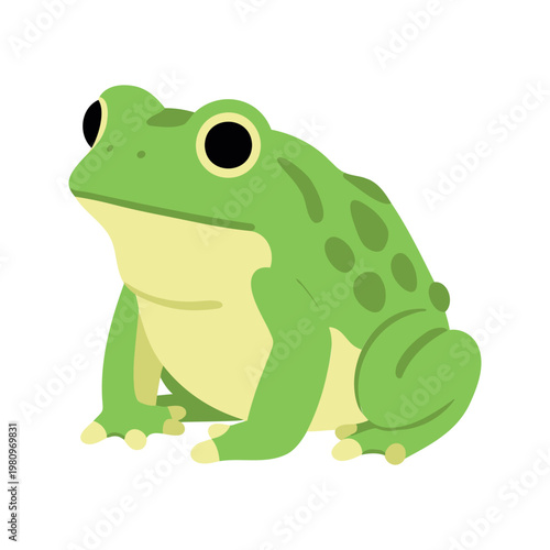 Illustration of a green frog with yellow belly sitting and staring forward on white background