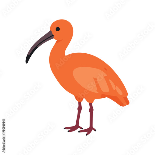 Vibrant scarlet ibis stands tall, showcasing its stunning plumage against a white background