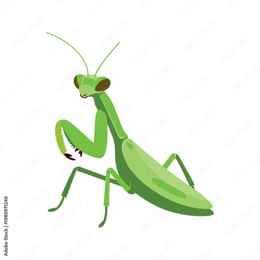Fototapeta premium Praying mantises are carnivorous insects known for the way they hold their front legs together as if in prayer, patiently waiting for prey.