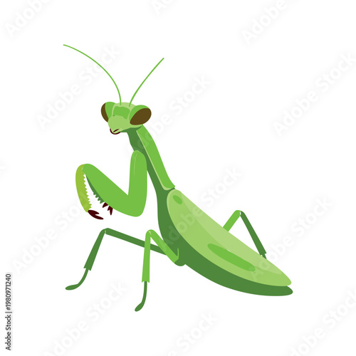 Praying mantises are carnivorous insects known for the way they hold their front legs together as if in prayer, patiently waiting for prey.