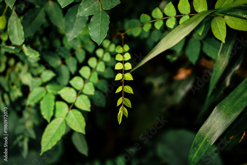 Photography Young green starfruit leaves on a branch.