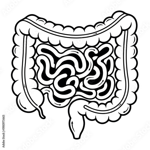 Human digestive system with small and large intestines. Conceptualizing gut anatomy, intestinal health, and biomedical research