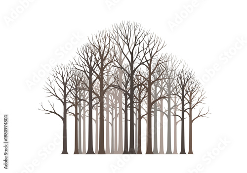 A dense cluster of bare deciduous trees in winter.