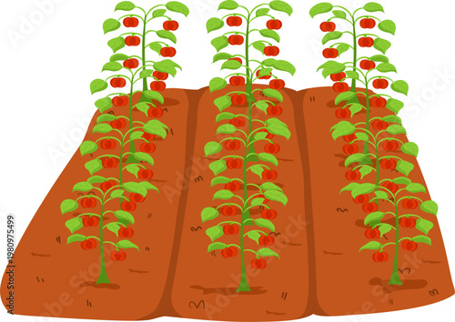 Gardening or Farm Plant Bed, Vegetable Nursery Bed Illustration